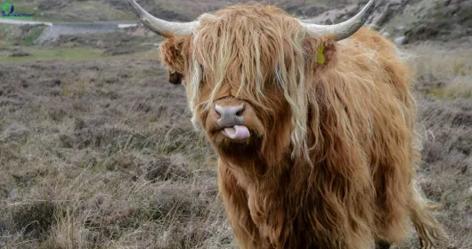 Yak riding